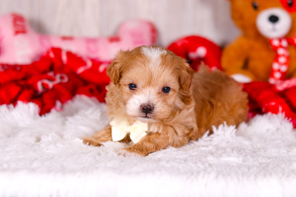 Smokey - Available 2/11