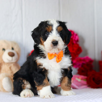 Norbert - Available 2/26