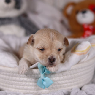 Peanut - Available 3/19