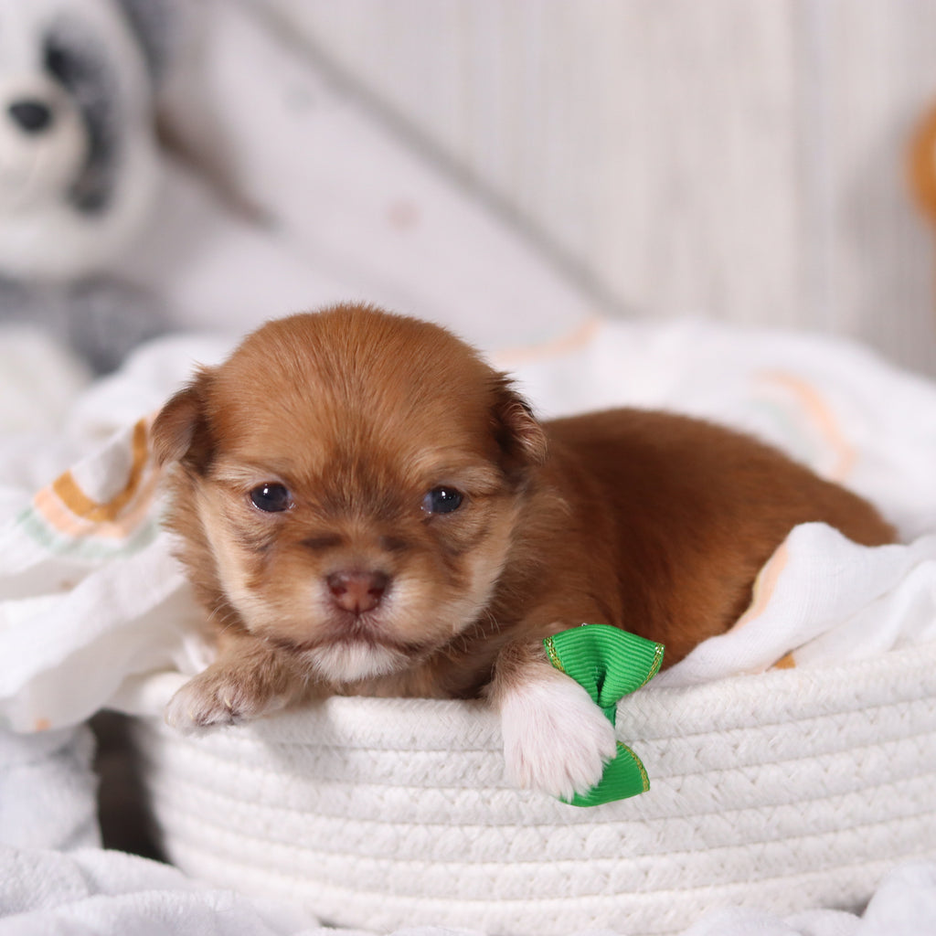 Hank - Available 3/19