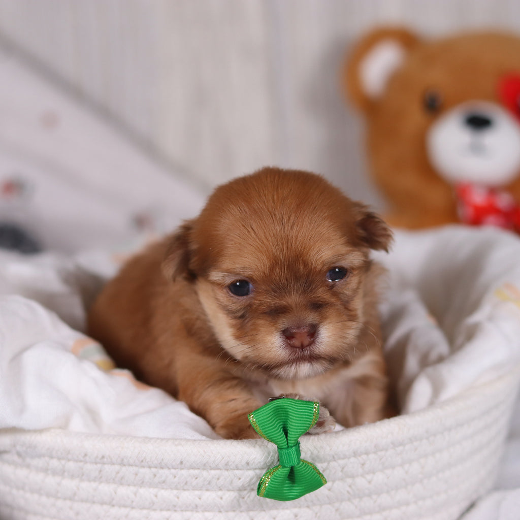 Hank - Available 3/19