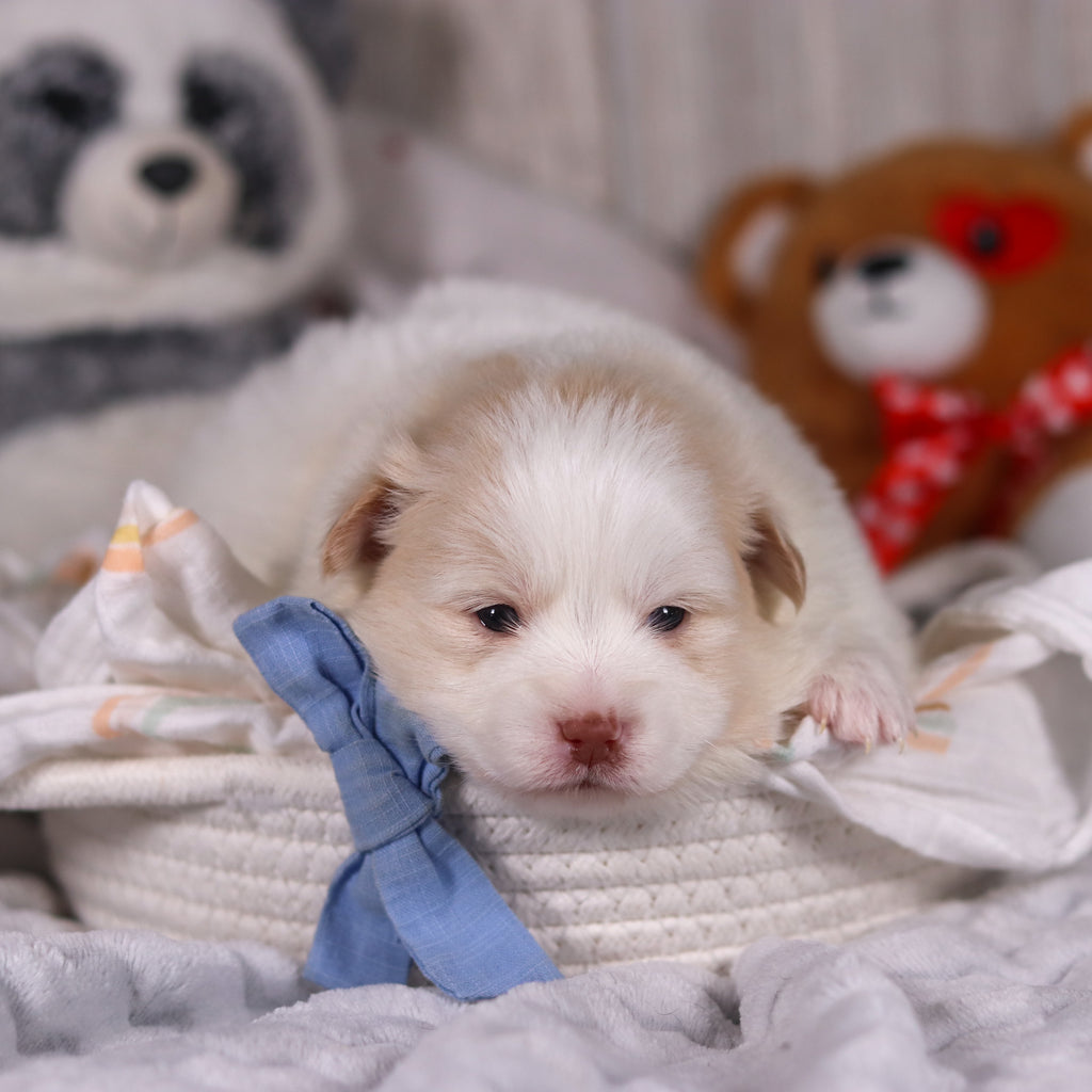 Marcello - Available Now