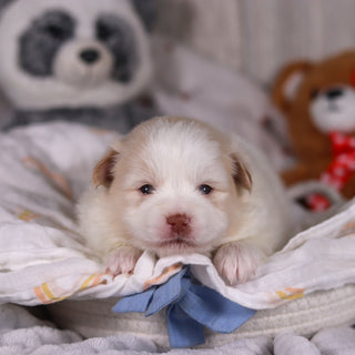 Marcello - Available Now