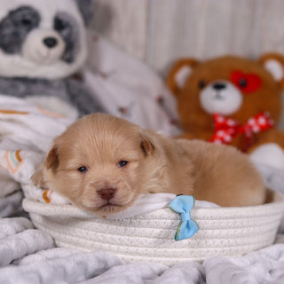 Maurice - Available 3/19