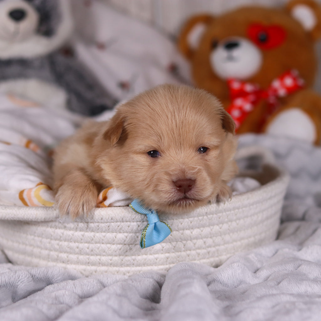 Maurice - Available 3/19