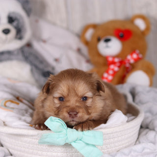 Melvin - Available 3/19