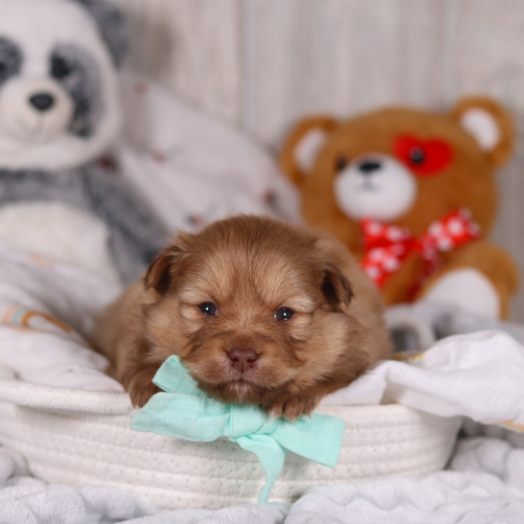 Melvin - Available 3/19