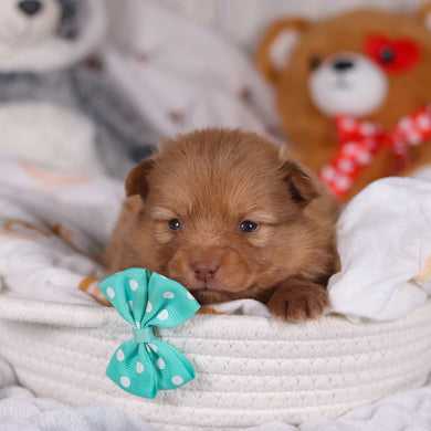 Marvin - Available 3/19