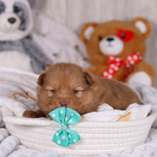 Marvin - Available 3/19