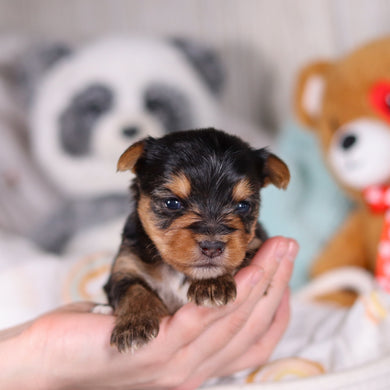 Ozzy - Available 3/19