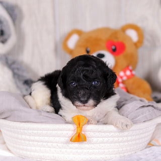 Kai - Available 3/26