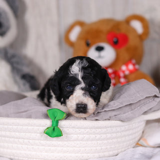 Koa - Available 3/26