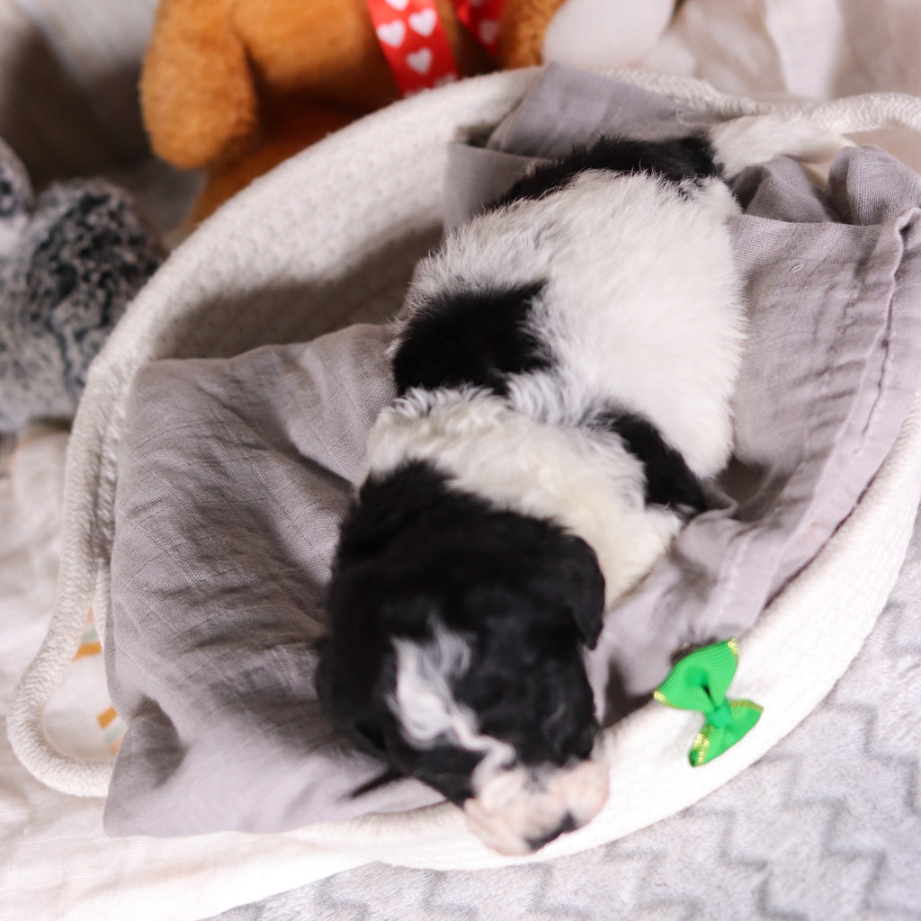 Koa - Available 3/26