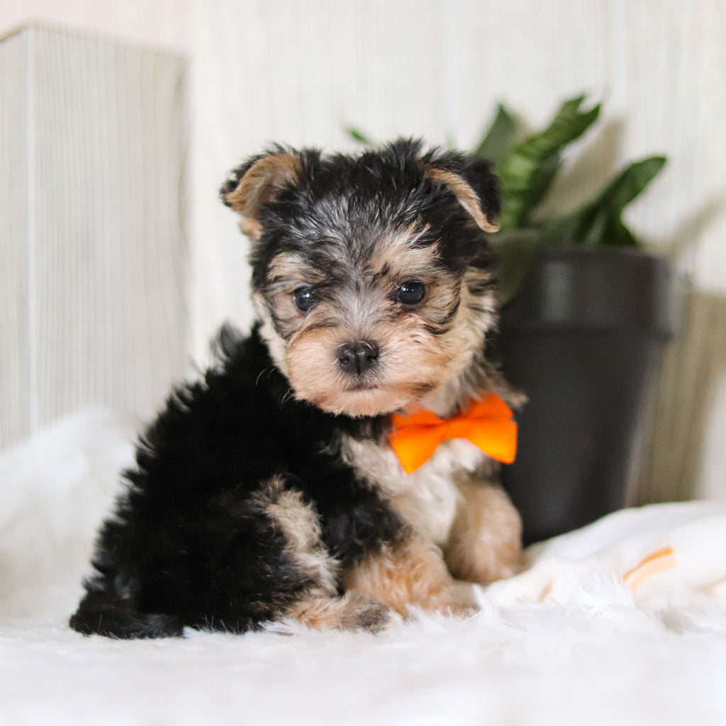 Phoenix - Available Now