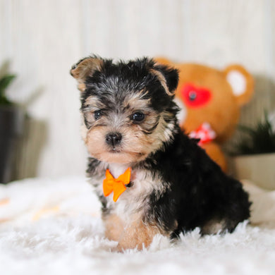 Phoenix - Available Now