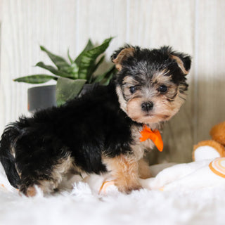 Phoenix - Available Now