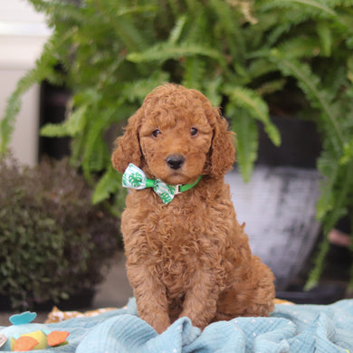 Easton - Available 4/9