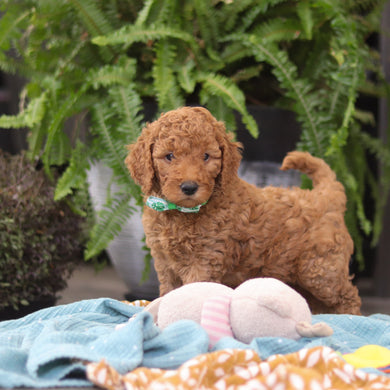 Easton - Available 4/9