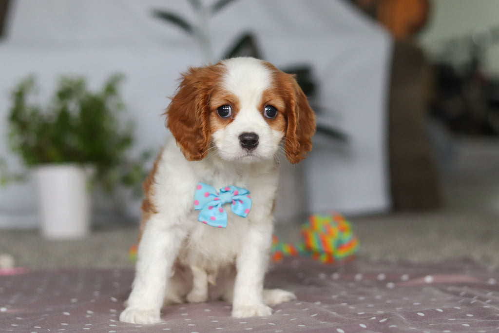 Fred - Available Now