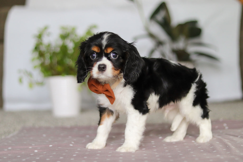 Krane - Available Now