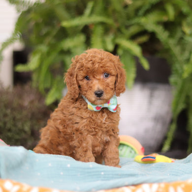 Elijah - Available 4/9