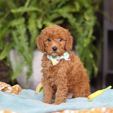 Elijah - Available 4/9