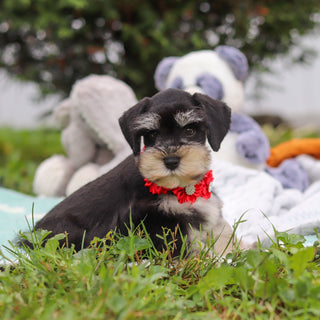 Montgomery - Available Now