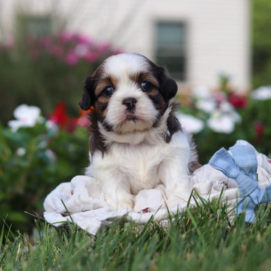 Rufus - Available 9/3