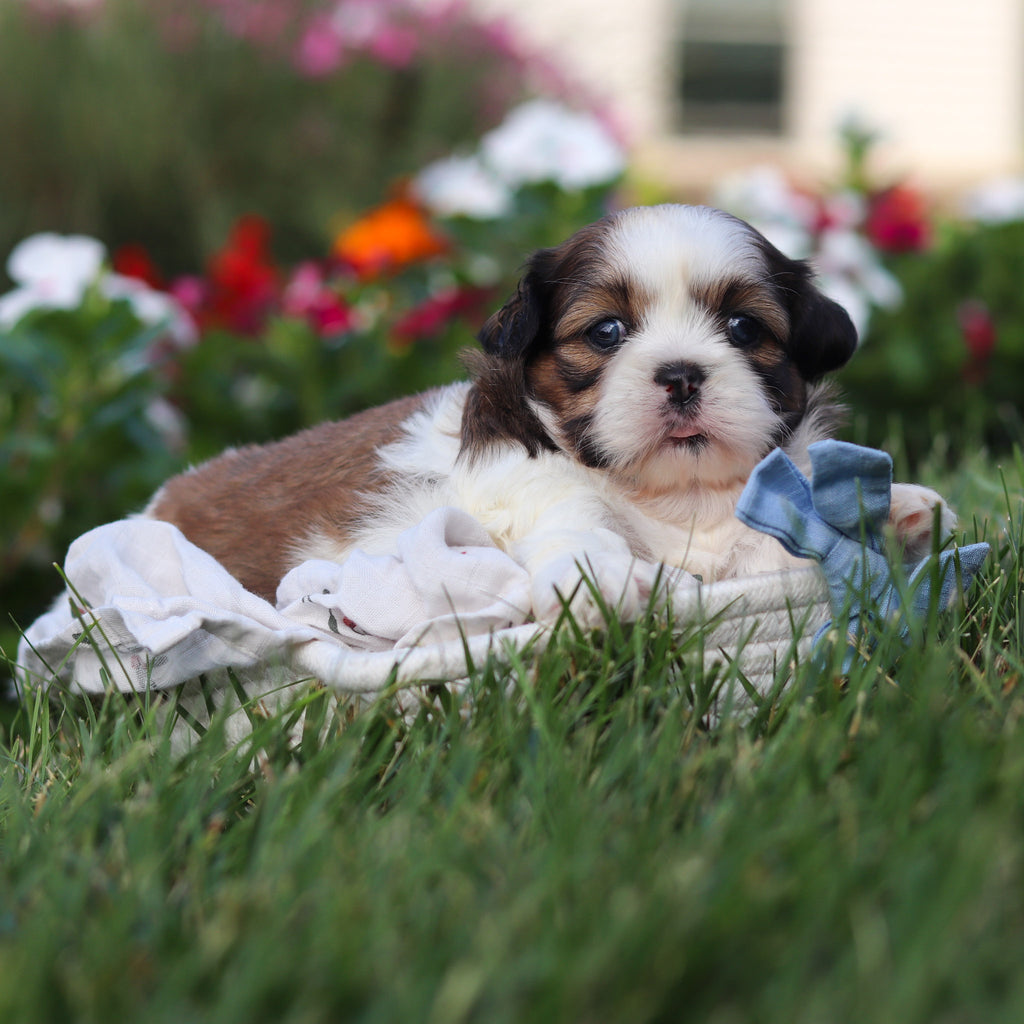 Rufus - Available 9/3