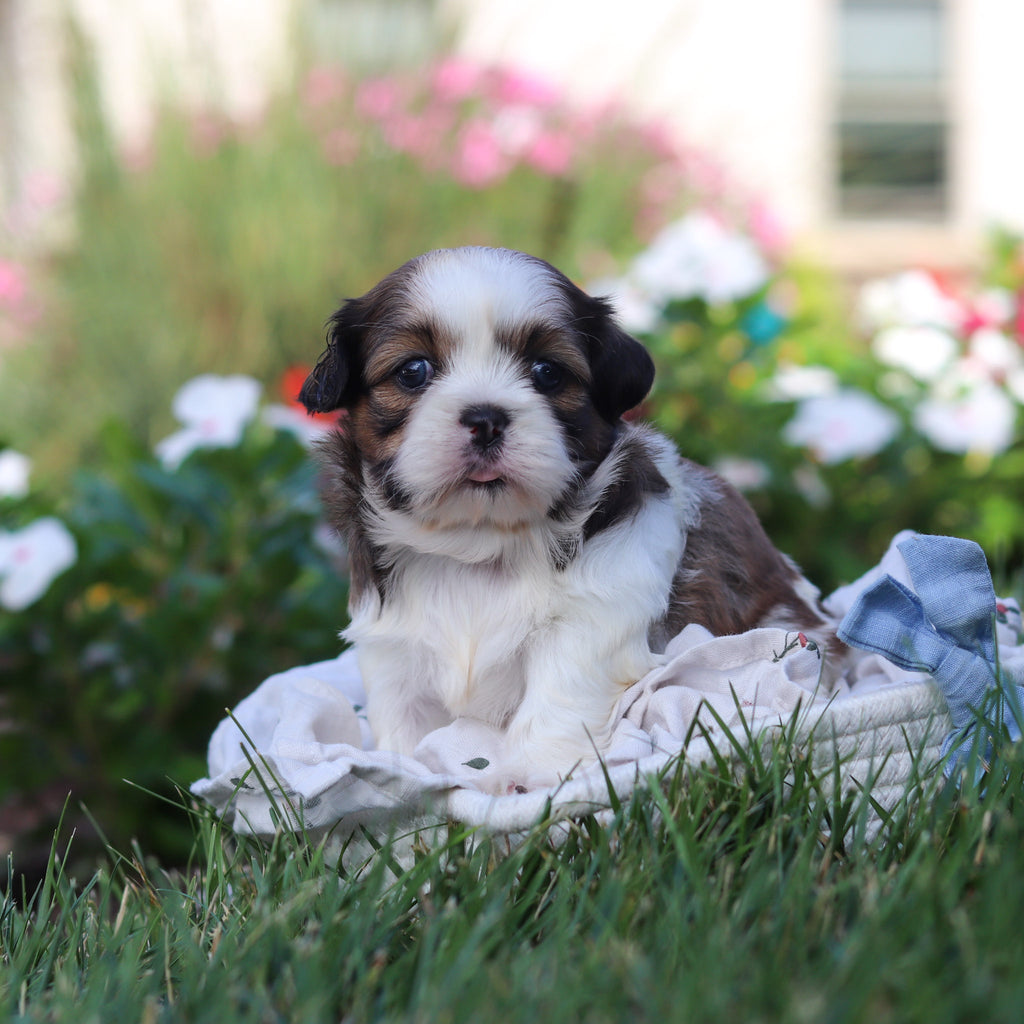 Rufus - Available 9/3