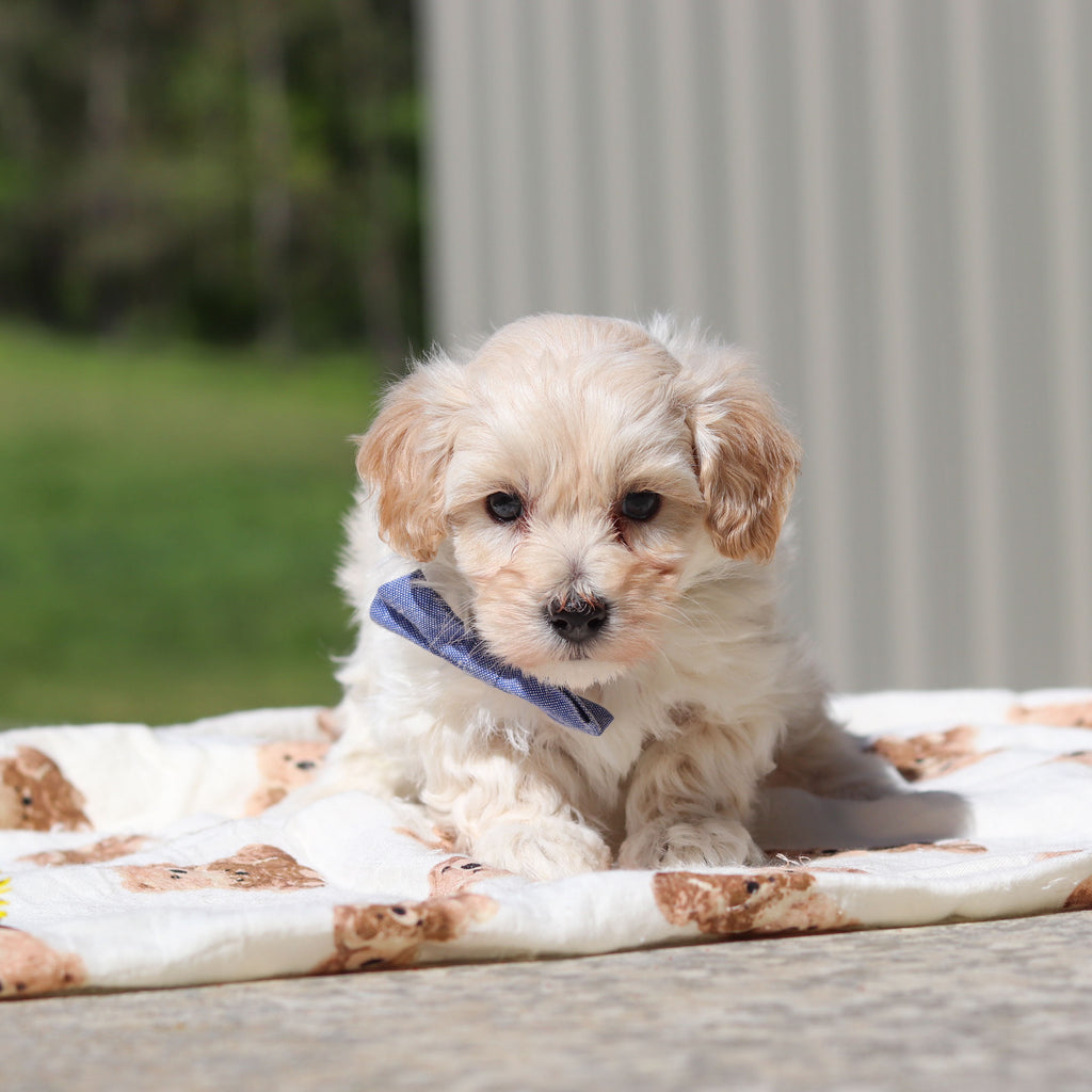 Damon - Available 5/21