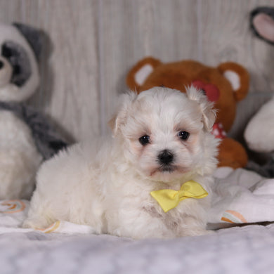 Mario - Available 3/5