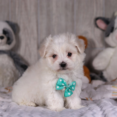 Malcolm - Available 3/5