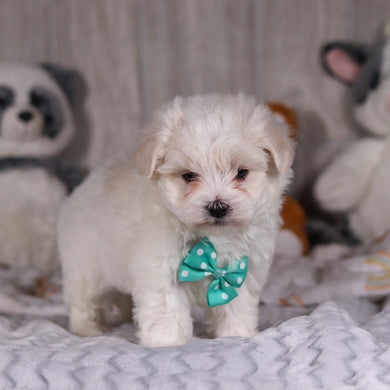 Malcolm - Available 3/5