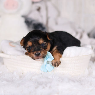 Maddox - Available 3/13