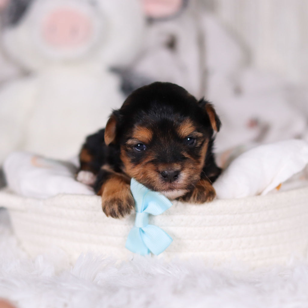 Maddox - Available 3/13