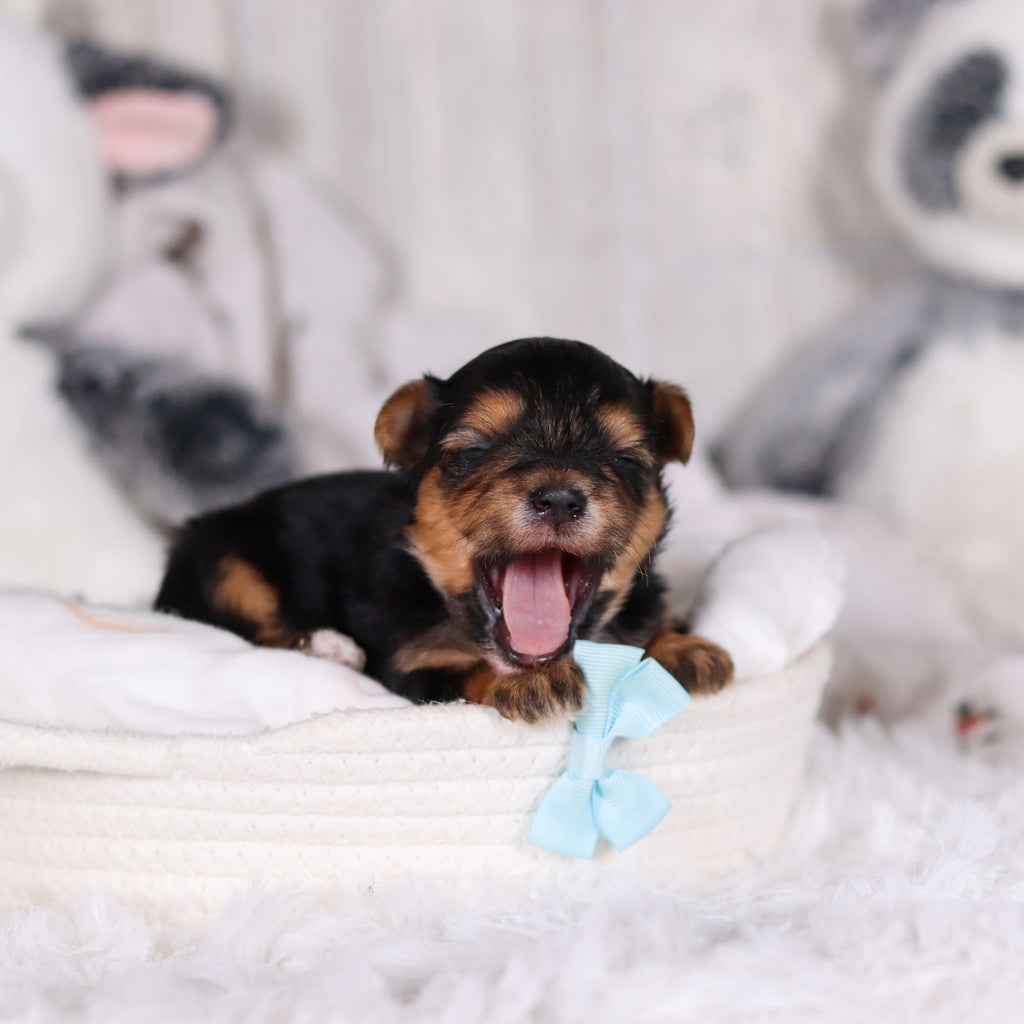 Maddox - Available 3/13