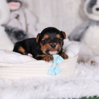 Maddox - Available 3/13