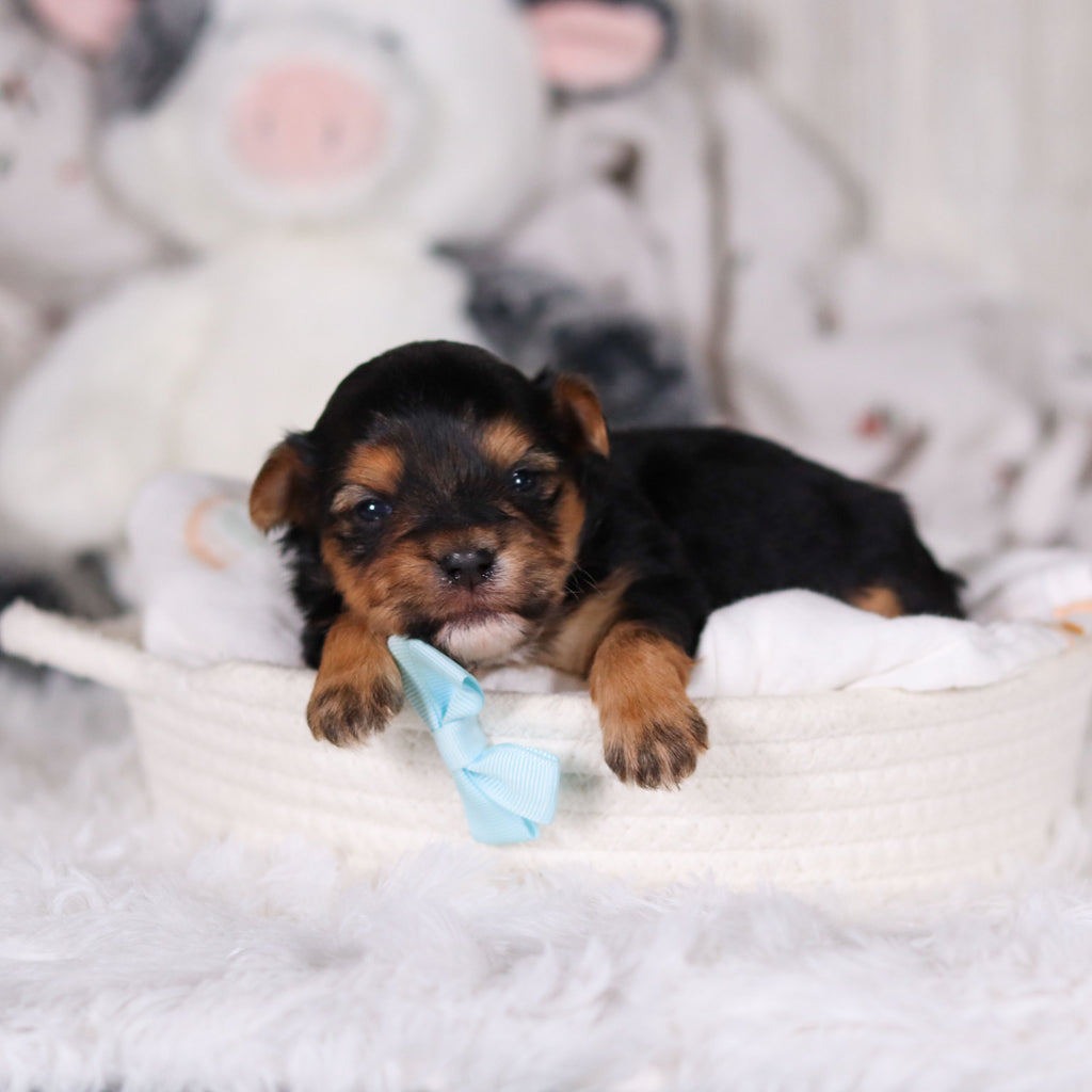 Maddox - Available 3/13