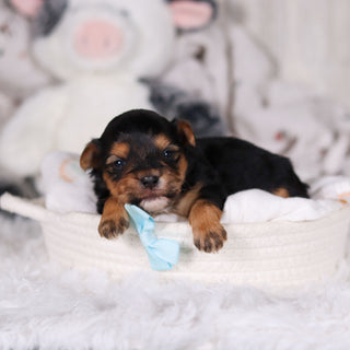 Maddox - Available 3/13