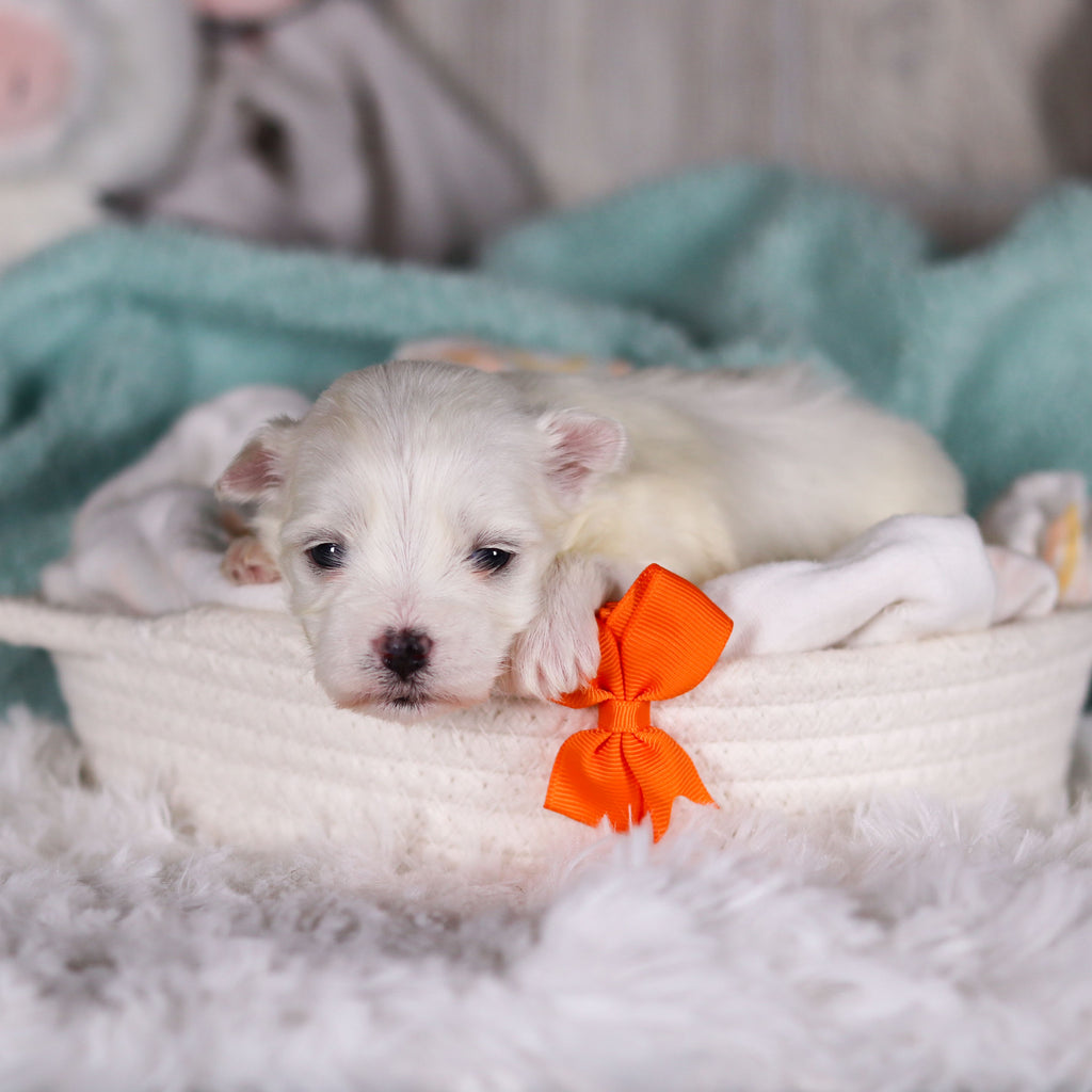 Jermaine - Available 3/13