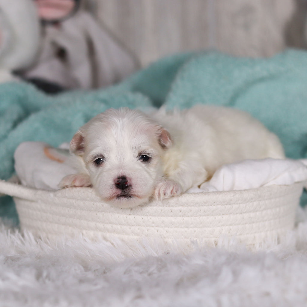 Marlon - Available Now