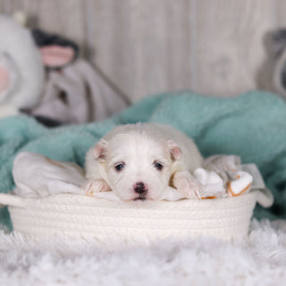 Marlon - Available 3/5