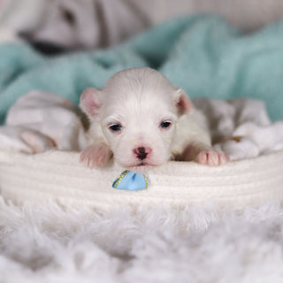 Tito - Available Now