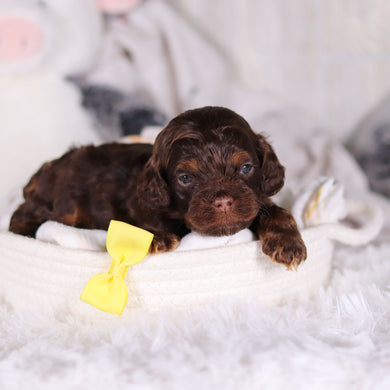 Chase - Available 3/5