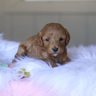 Townes - Available 5/28