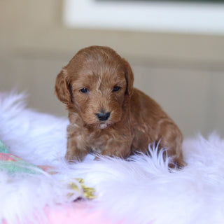 Townes - Available 5/28