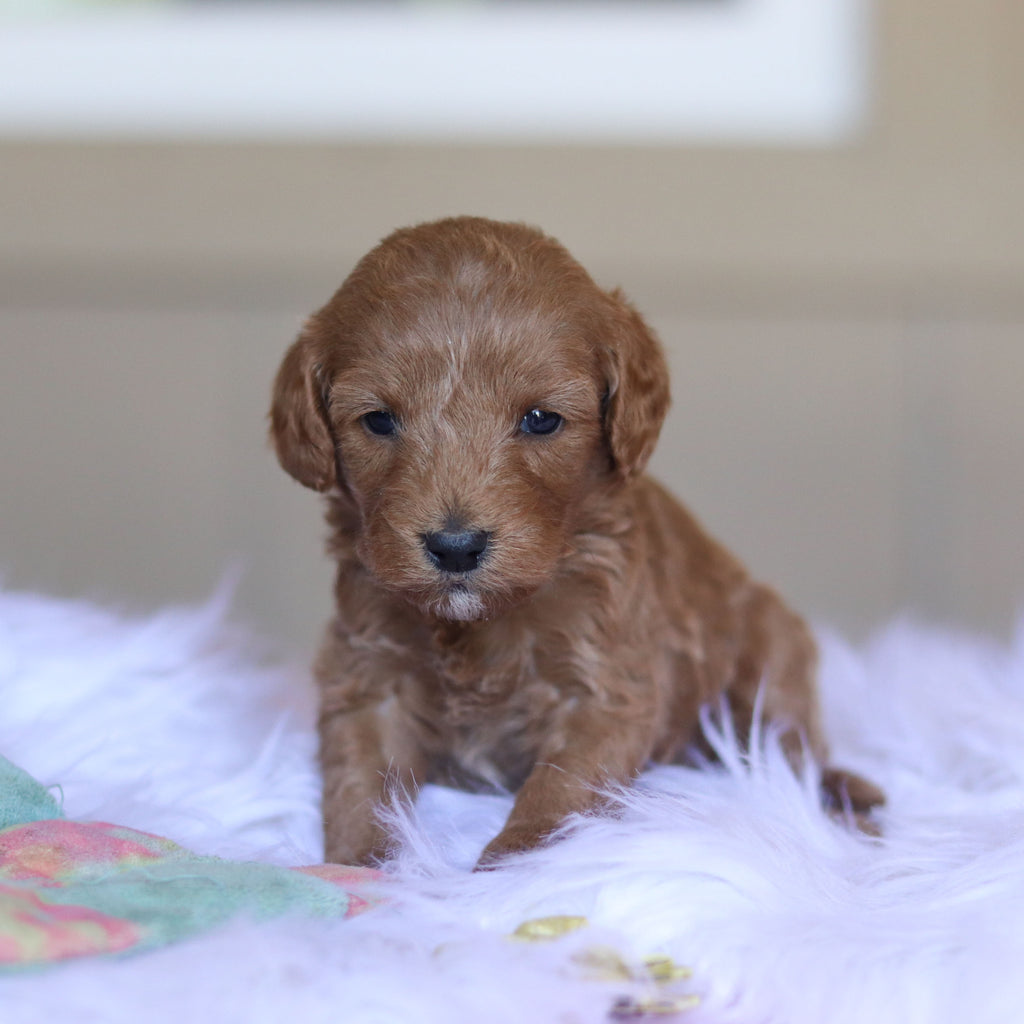Townes - Available 5/28
