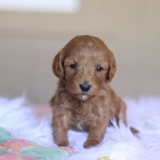 Townes - Available 5/28