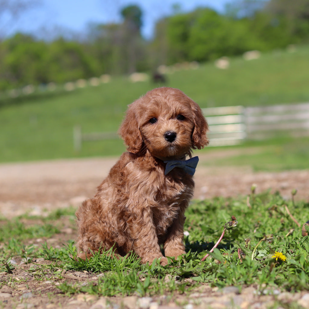 Townes - Available 5/28